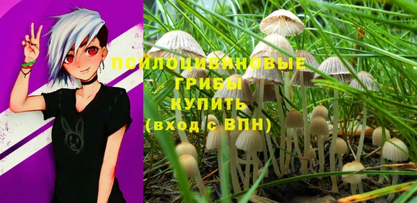 прущие грибы Аркадак
